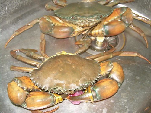 crabs